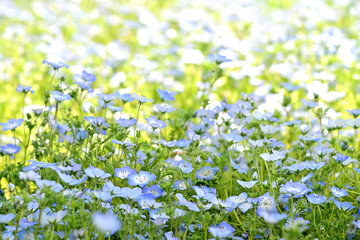 field of flowers