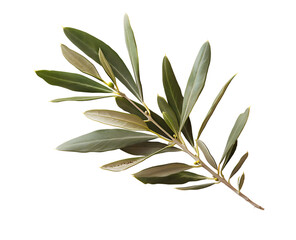 Olive branch with leaves and olives on white background