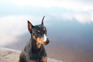 A Doberman Pinscher dog with a focused expression stands guard, a single white feather resting on...