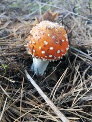 fly agaric mushroom