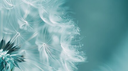 Abstract close up of dandelion on blue background horizontal wallpaper with large copy space