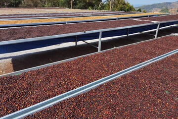 Coffee beans drying in the sun  