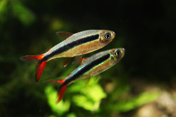 Redfin Penguin tetra (Thayeria sp. Rio Teles Pires) New Characins fish from Amazon river
