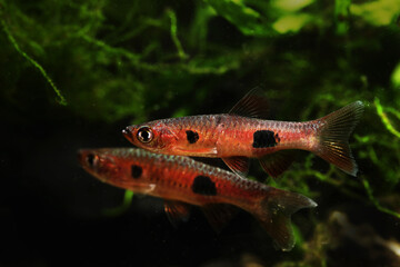 clown rasbora (Rasbora kalochroma) from peat swamp in Malay Peninsula