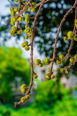 branch of a tree with fig , Beautiful Fig fruit photos Fig fruit Close up photos High definition photos of Israel Figs Tropical Fruit farms Ficus tree fruit HD photos HD Ficus Fruits close up images