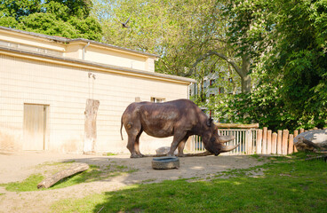 rhino stands in its enclosure in the Frankfurt Zoo