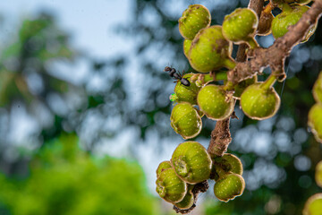 branch of a tree with fig , Beautiful Fig fruit photos Fig fruit Close up photos High definition photos of Israel Figs Tropical Fruit farms Ficus tree fruit HD photos HD Ficus Fruits close up images