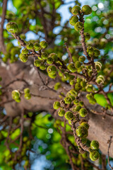 branch of a tree with fig , Beautiful Fig fruit photos Fig fruit Close up photos High definition photos of Israel Figs Tropical Fruit farms Ficus tree fruit HD photos HD Ficus Fruits close up images