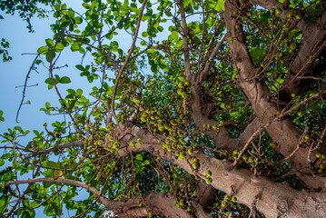Cluster fig tree, Goolar, (Gular), Fig, (Ficus racemosa). Cluster Fig on white background (Ficus racemosa Linn.).Cluster Fig on white background (Ficus racemosa Linn.), macro photo fig