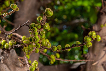 branch of a tree with fig , Beautiful Fig fruit photos Fig fruit Close up photos High definition photos of Israel Figs Tropical Fruit farms Ficus tree fruit HD photos HD Ficus Fruits close up images