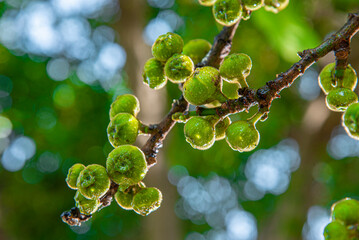 Beautiful Fig fruit photos Fig fruit Close up photos,The green fruit of Duea ching (Ficus...