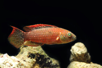 Two Spot Wrasse (Oxycheilinus bimaculatus)
