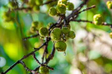 Beautiful Fig fruit photos Fig fruit Close up photos,The green fruit of Duea ching (Ficus Botryocarpa) in the herb garden , Super of falling water drop