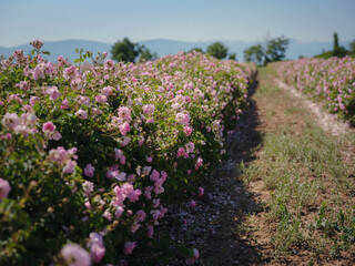 Obraz premium Field of roses in sunny summer day
