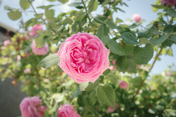 Field of roses in sunny summer day