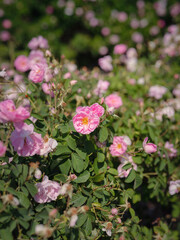Field of roses in sunny summer day