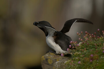 Razorbill takin off