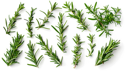 Fototapeta premium Set with fresh rosemary isolated on white