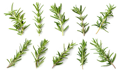 Obraz premium Set with fresh rosemary isolated on white