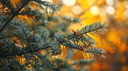 Fir branches in autumn park closeup