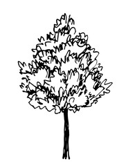 Deciduous tree isolated on white background. Forest and vegetation. Nature and landscape. Simple black outline vector drawing. Sketch in ink.