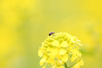 テントウムシと菜の花