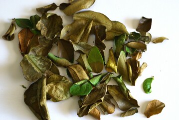 Dried kaffir lime leaves on white background, cooking ingredient with very nice aroma