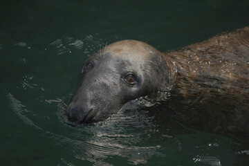 A seal swimming