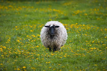 A female Romanov sheep stands on the green grass with dandelions and looks toward the camera lens...