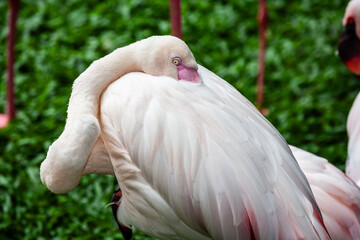 Fototapeta premium Flamboyance of flamingoes