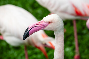 Flamboyance of flamingoes