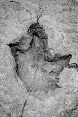 Black & white shot of dinosaur footprints in a fossilized riverbed. © Wirestock