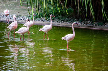 Flamboyance of flamingoes