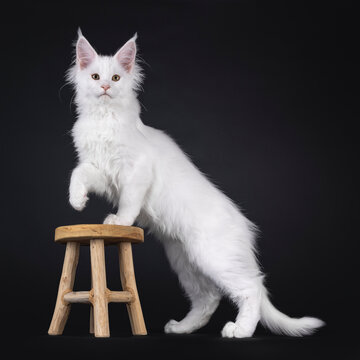 Snow white Maine Coon cat kitten, standing side ways elegant with fromt paw on little wooden stool. Looking straight to camera with sweet expression. Isolated on a black background.
