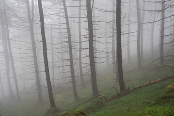 Fir forest in the fog
