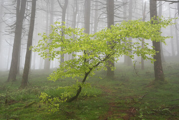 A beech sprouts among the fir trees. Forest in the fog
