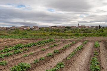 Fustiñana, Navarra. Orchards and crops around it