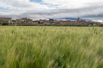 Fustiñana, Navarra. Defocused barley crops