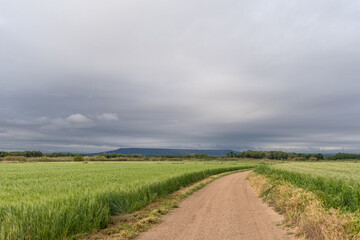 Fustiñana, Navarra. Rural road between barley crops