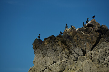 Saint-Malo, cormorans sur rocher