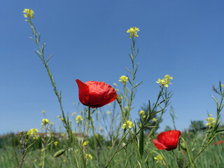 Red poppy flowers with buds and tiny yellow flowers with blue sky background