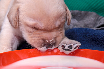 White-blonde Labrador puppy is licking milk from an orange plate. His eyes are still closed. His...