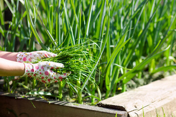 Mulching Plants Garlic with Grass in Garden Bed. Organic Farming. Laying Mulch on Garlic Plants in...