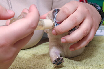1-week-old Labrador puppy is being supplemented. It has a finger in its mouth, and milk is being...