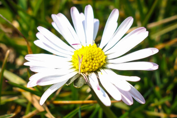 Obraz premium Close-up of a daisy flower
