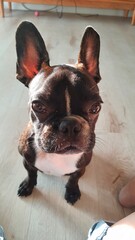 dog, bulldog, french bulldog, french, pet, puppy, animal, cute, breed, portrait, funny, adorable,...