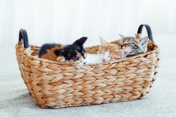 Three adorable kittens sleeping peacefully together in a woven basket, with a cozy white backdrop creating a heartwarming scene.