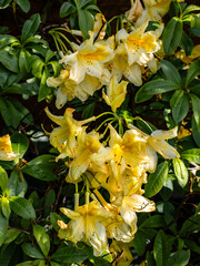 Azalea blossoms