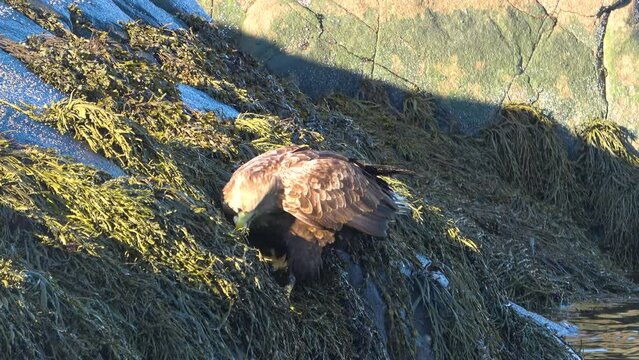 AQUILA DI MARE - Isole Lofoten
