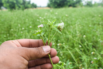 White creeping (Trifolium repens) clover grows in nature in summer, trifolium alexandrinum plant, Berseem clover Field for grazing. trifolium alexandrinum field or Daisy field in the farm شونتل